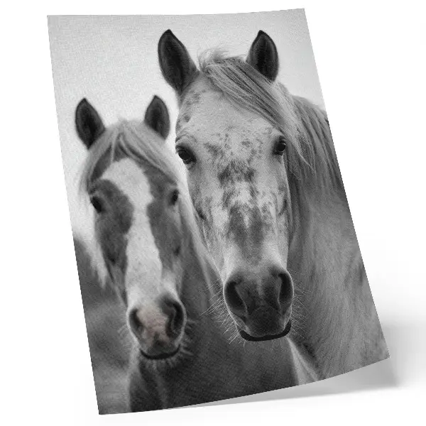 Art print monochromatic horses in an elegant shot