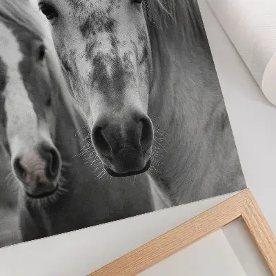 Art print monochromatic horses in an elegant shot