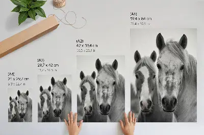 Art print monochromatic horses in an elegant shot