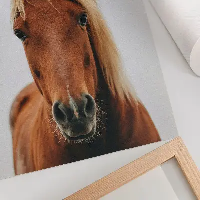 Art print minimalist horse portrait featuring natural beauty and elegance