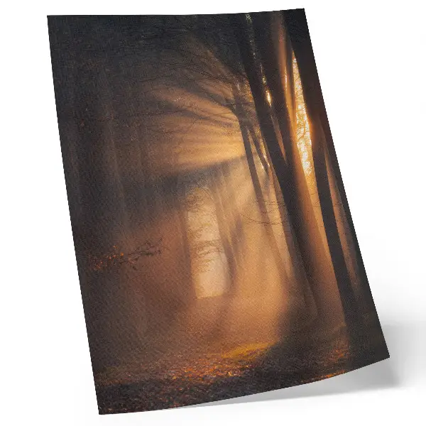 Magical forest trees and sun rays poster peaceful nature landscape art print