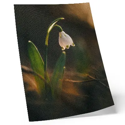 Decorative poster snowdrop with green leaves in warm light