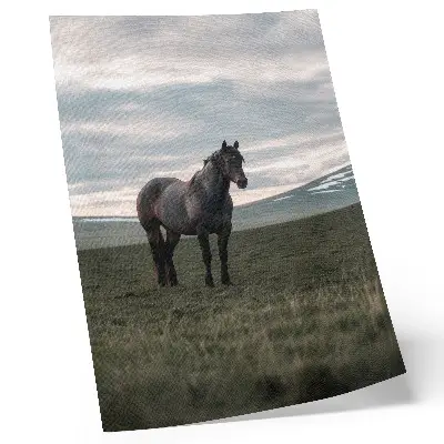 Premium wall art horse in a meadow at sunrise with cloudy skies