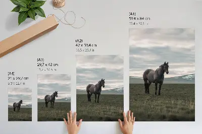 Premium wall art horse in a meadow at sunrise with cloudy skies