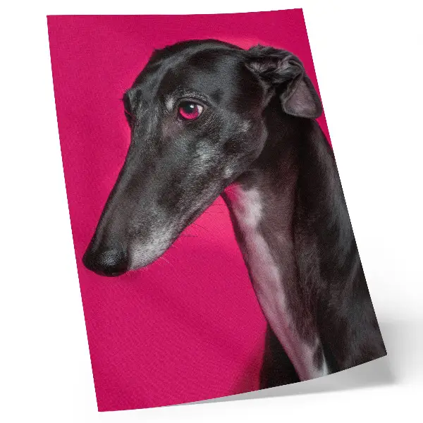 Decorative poster black and white dog on an intense pink background