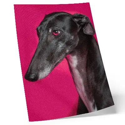 Decorative poster black and white dog on an intense pink background