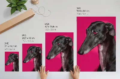 Decorative poster black and white dog on an intense pink background