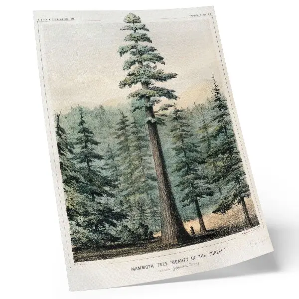 Premium wall art wellingtonia mammoth tree towering over a forest with a person standing at its base