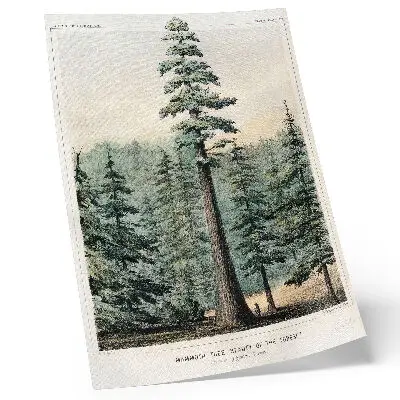 Premium wall art wellingtonia mammoth tree towering over a forest with a person standing at its base