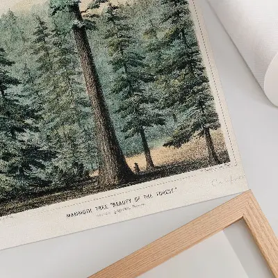 Premium wall art wellingtonia mammoth tree towering over a forest with a person standing at its base