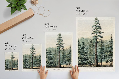 Premium wall art Wellingtonia, a mammoth tree towering over the surrounding forest, with a man at its base