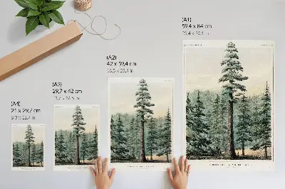 Premium wall art wellingtonia mammoth tree towering over a forest with a person standing at its base