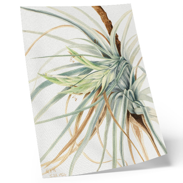 Poster Wild Pineapple (Tillandsia fasciculata) (1921) by Mary Vaux Walcott