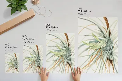 Poster featuring Wild Pineapple (Tillandsia fasciculata) (1921) by Mary Vaux Walcott