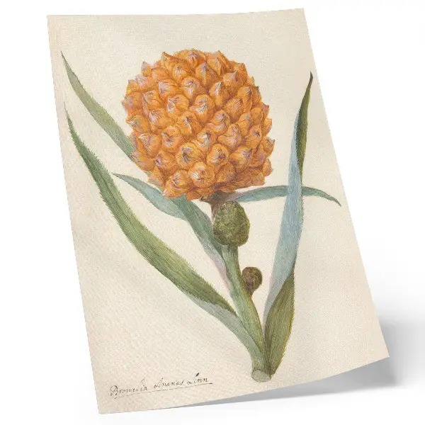 Bromelia ananas linn decorative poster artwork by an anonymous artist circa 1700 to 1749