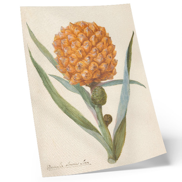 Decorative poster Bromelia ananas linn (c. 1700 - c. 1749) by an anonymous artist
