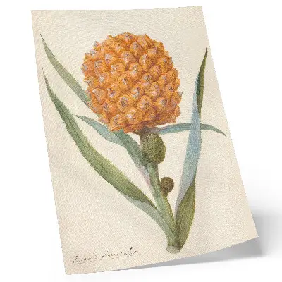 Bromelia ananas linn decorative poster artwork by an anonymous artist circa 1700 to 1749