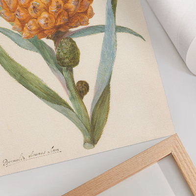 Decorative poster Bromelia ananas linn (c. 1700 - c. 1749) by an anonymous artist