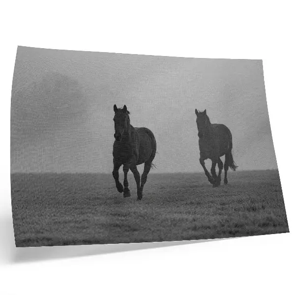 Decorative canvas print horses running in gentle fog through a peaceful space