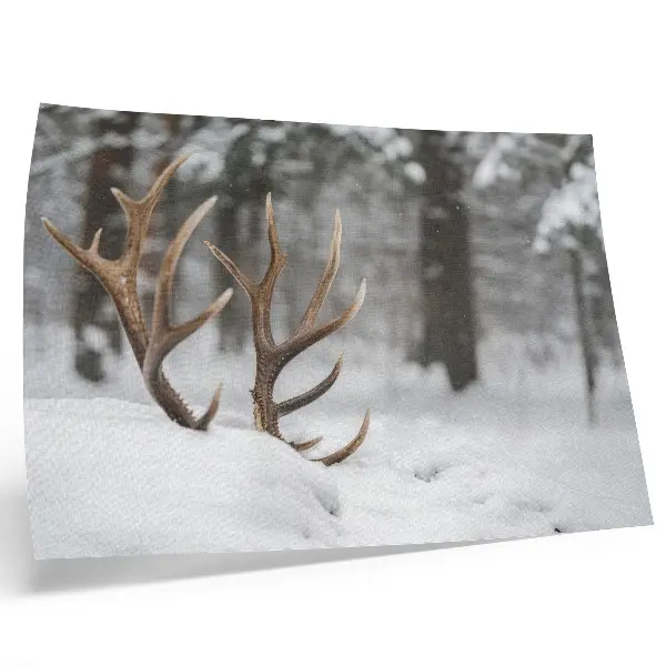 Photo canvas antlers in a snowy winter forest