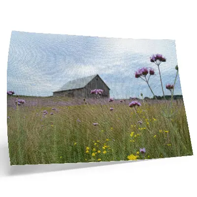 Poster country barn surrounded by purple and yellow meadow flowers