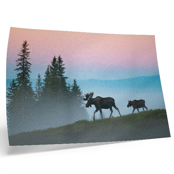 Poster Moose in the morning against the background of fog and trees