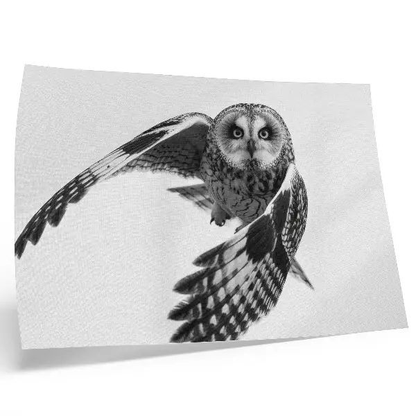 Owl in flight poster a portrait with unique elegance and a peaceful atmosphere