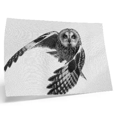 Owl in flight poster a portrait with unique elegance and a peaceful atmosphere