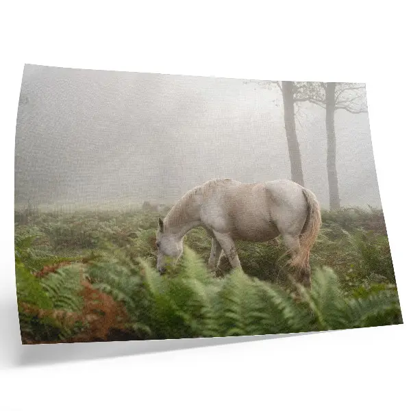 Poster a horse standing in a misty forest with ferns