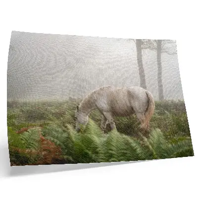 Poster a horse standing in a misty forest with ferns
