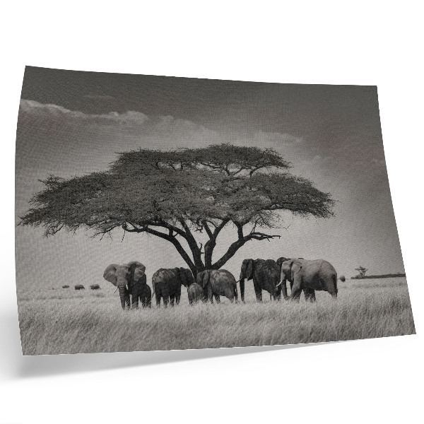 Photo canvas Elephants under a tree in the African savannah