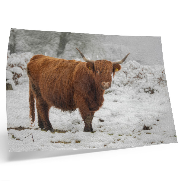 Photo canvas Scottish cow in a snowy landscape