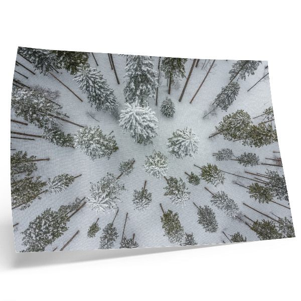 Photo canvas Winter forest peace minimalism naturalness