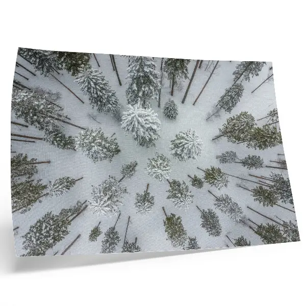Photo canvas winter forest with minimalist nature theme