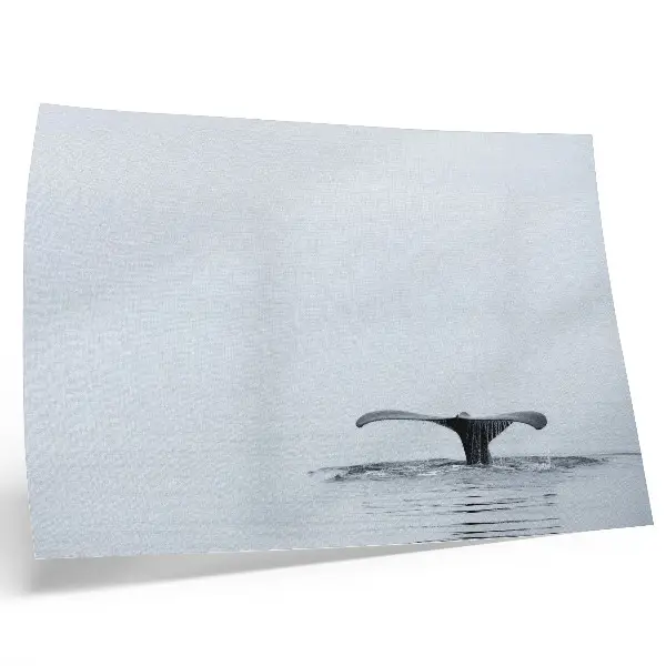 Whale tail minimalism art poster minimalist harmony above water design