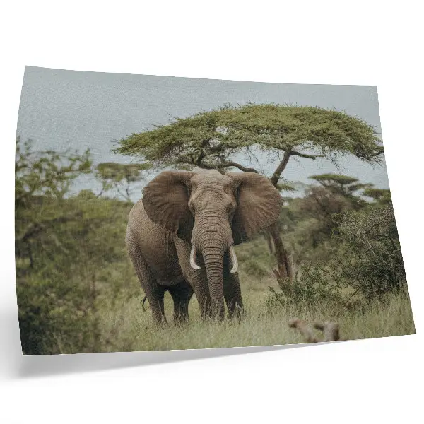 Poster an elephant against a green savannah background