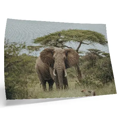 Poster an elephant against a green savannah background