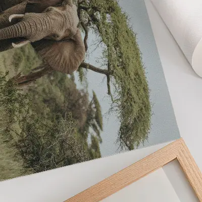 Poster an elephant against a green savannah background