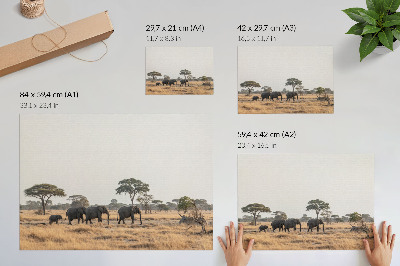 Poster Elephants on the African savannah among the trees