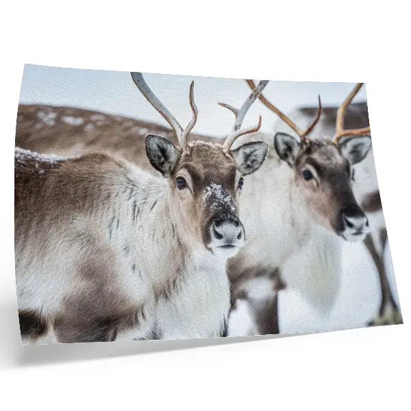 Poster reindeer in a winter landscape with natural antlers