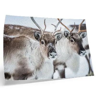 Poster reindeer in a winter landscape with natural antlers