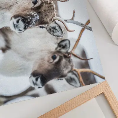 Poster reindeer in a winter landscape with natural antlers