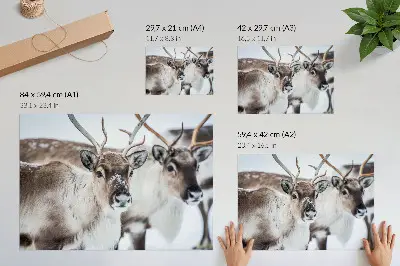 Poster reindeer in a winter landscape with natural antlers