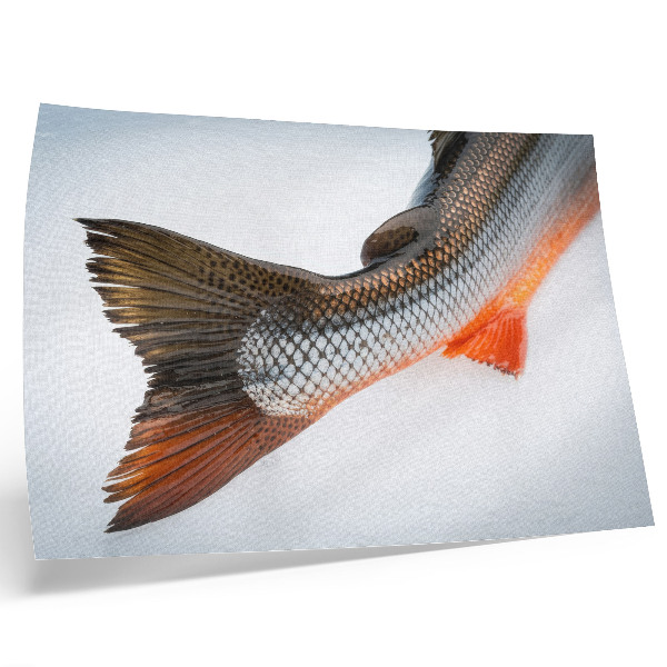 Photo canvas Natural scales and dynamic colors in close-up
