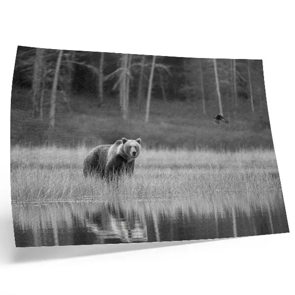 Poster bear by the water in a black and white atmospheric style
