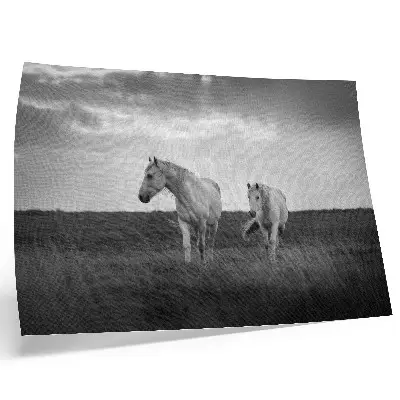Photo canvas white horses in a gray meadow