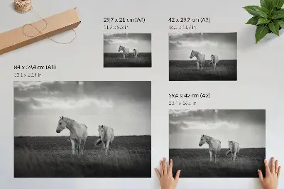 Photo canvas white horses in a gray meadow