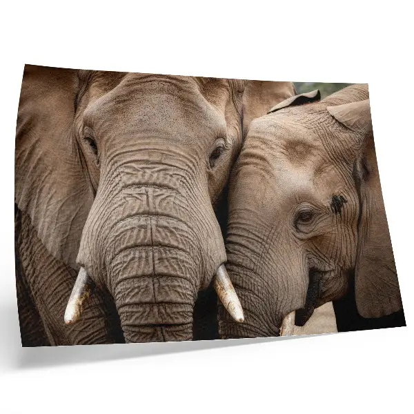 Photo canvas two large elephants in warm shades