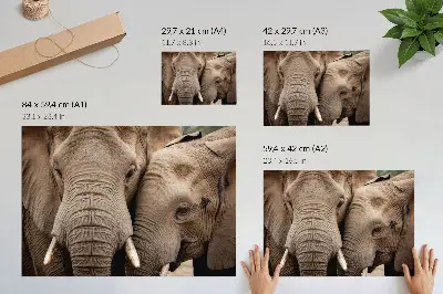 Photo canvas two large elephants in warm shades
