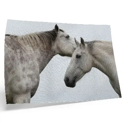 Two horses in harmony of gray and white poster 